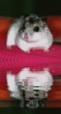 tres joie hamster